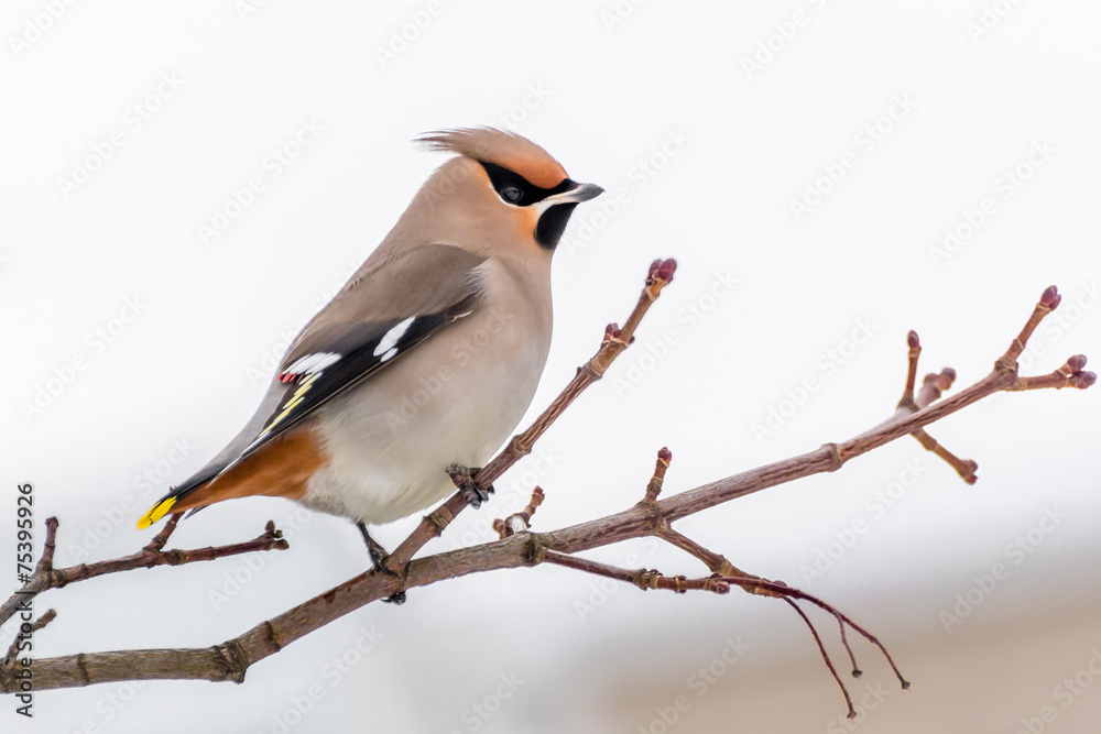 Fototapeta premium Waxwing