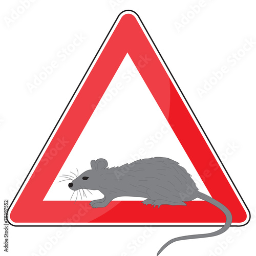 ratto