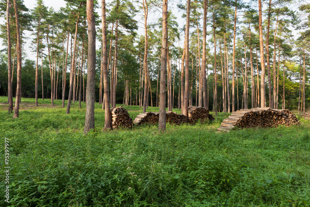 Obraz premium Wald mit Brennholz