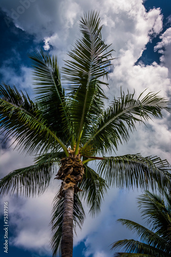 Palm tree in Key West, Florida.