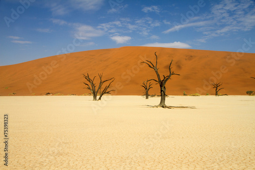 Dead trees in the Sossusvlei desert  namibia
