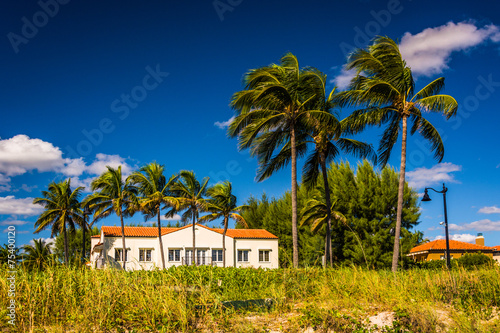 Sand dunes and palm trees on the beach in Palm Beach, Florida. © jonbilous