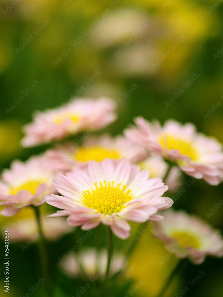 Fototapeta premium 菊の花