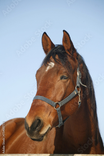 Portrait of a nice purebred horse winter corral rural scene