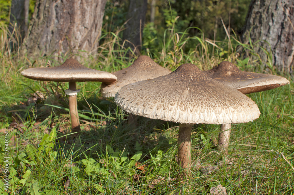 Fototapeta premium Parasol Mushrooms