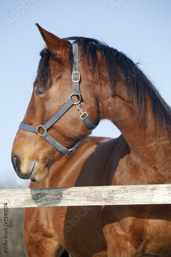 Headshot of a thoroughbred horse in winter pinfold