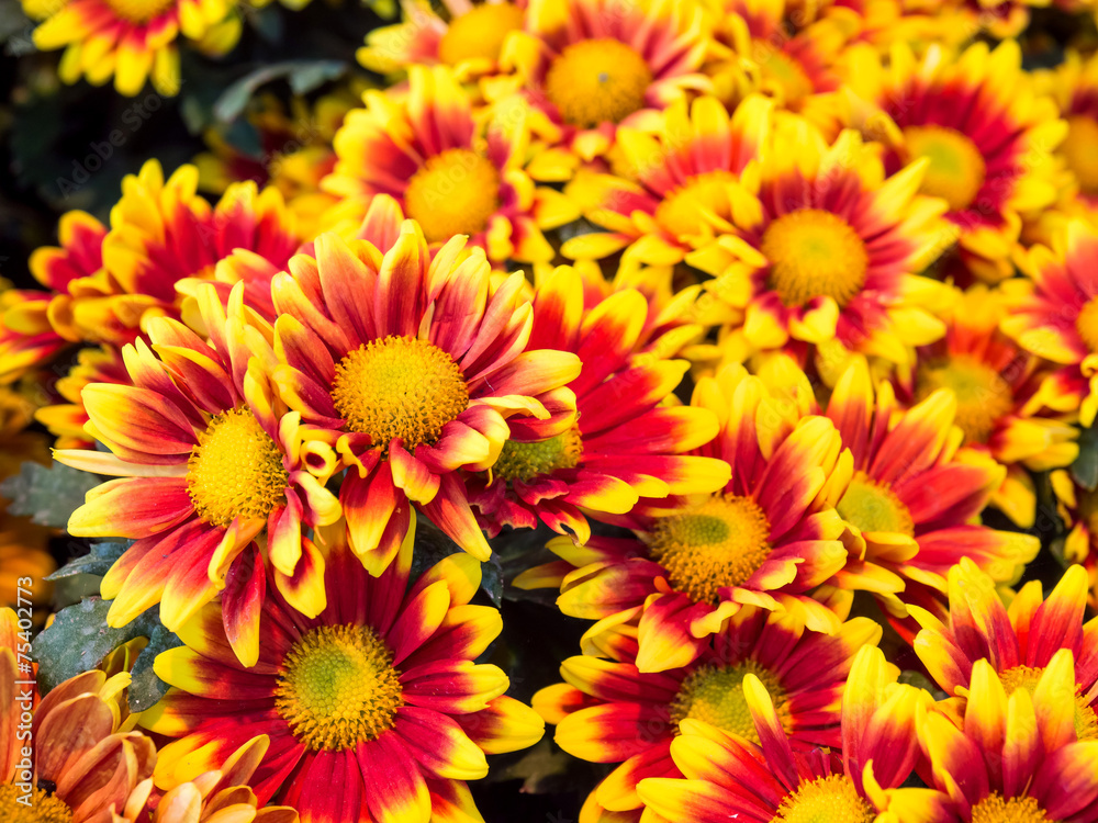 Orange red Chrysanthemum Orange red Chrysanthemum