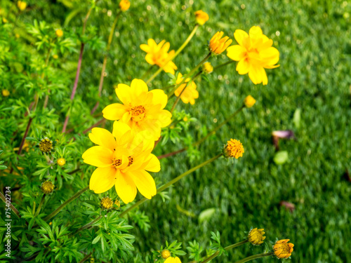 Yellow flower on green