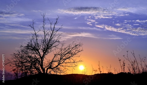 Colorful dawn with intense sun and autumnal tree