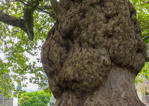 Burl on a tree,Freak of nature photo