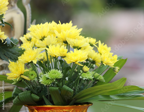 Chrysanthemum flowers.