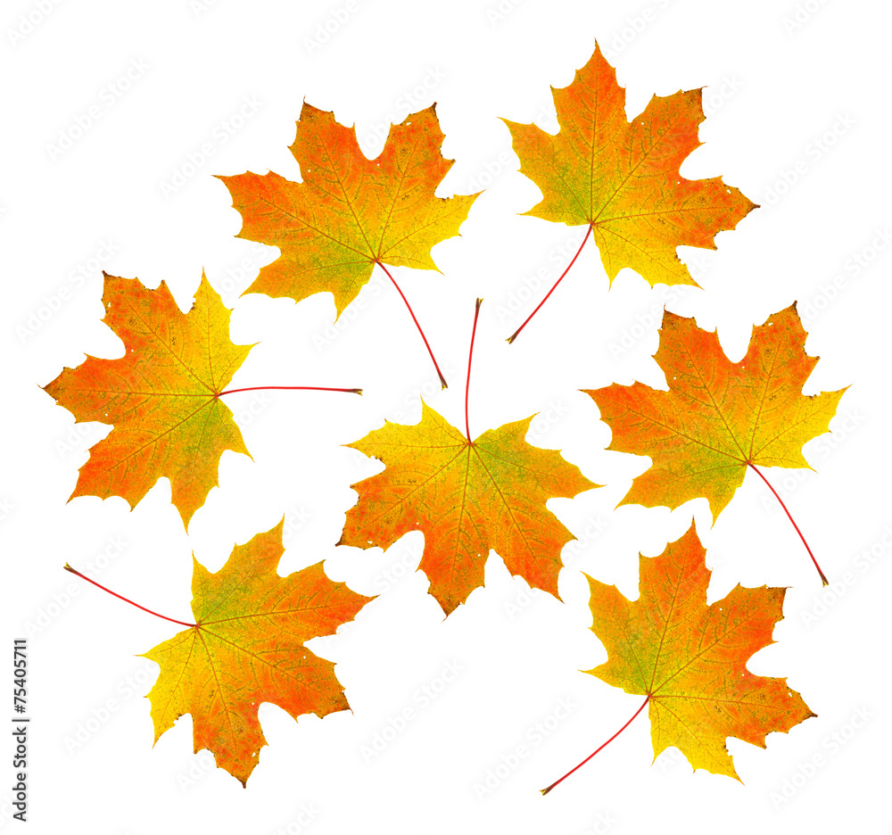 Group of vibrant maple leaves