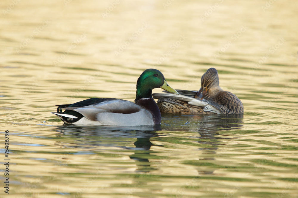 Fototapeta premium Mallard, Anas platyrhynchos