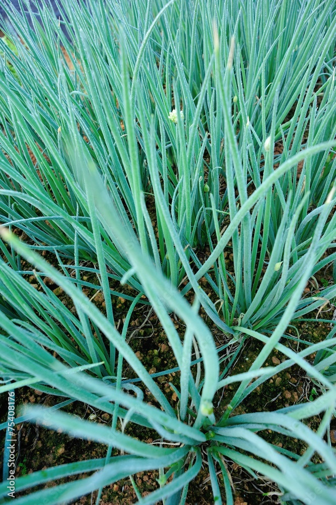 Fototapeta premium Green spring onion in growth at vegetable garden 