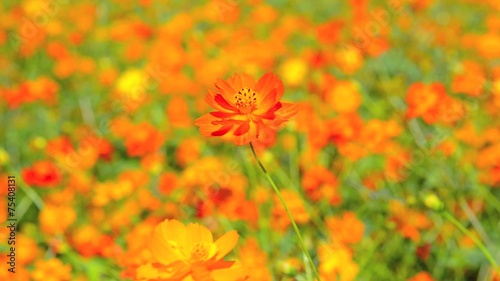 orange Cosmos flower field