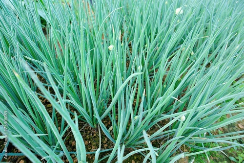 Green spring onion in growth at vegetable garden 