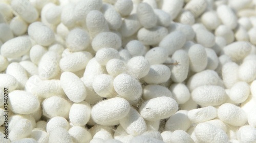 silk cocoon