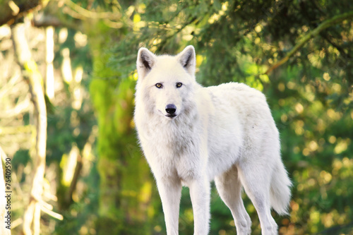 Arctic White Wolf Canis lupus arctos aka Polar Wolf