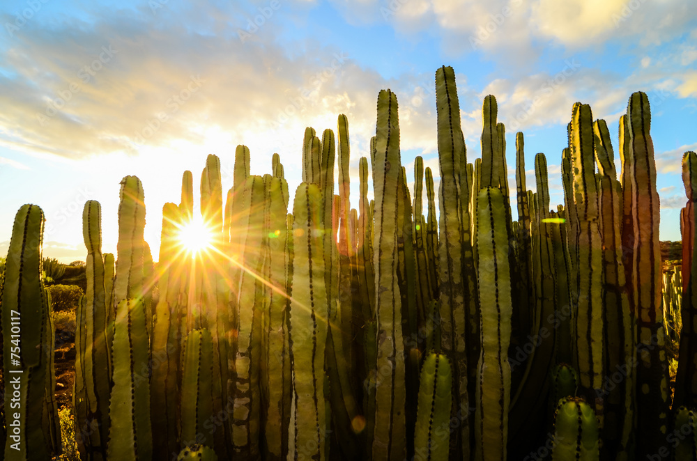 Fototapeta premium Spokojny zachód słońca na pustyni Cactus