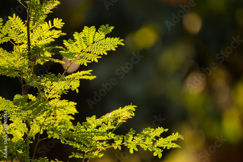 Green leaves of aspen tree in sunlight, shallow depth of field