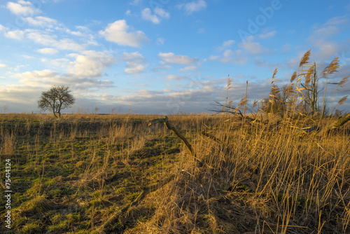 Nature at sunset in winter