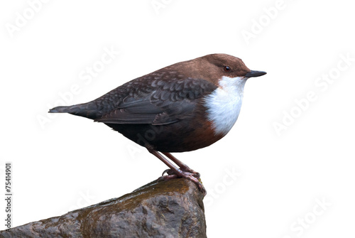 Φωτογραφία White-throated dipper on white