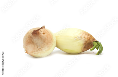 Onions with green shoots sprouting. Photo.