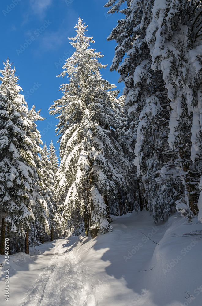 sapins enneigés sapins enneigés