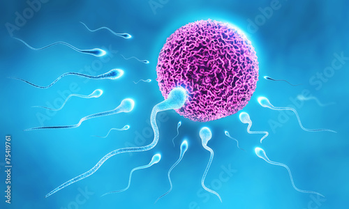 Sperm and Egg photo