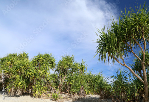 Screw Pine forest inSaint Martins Island photo