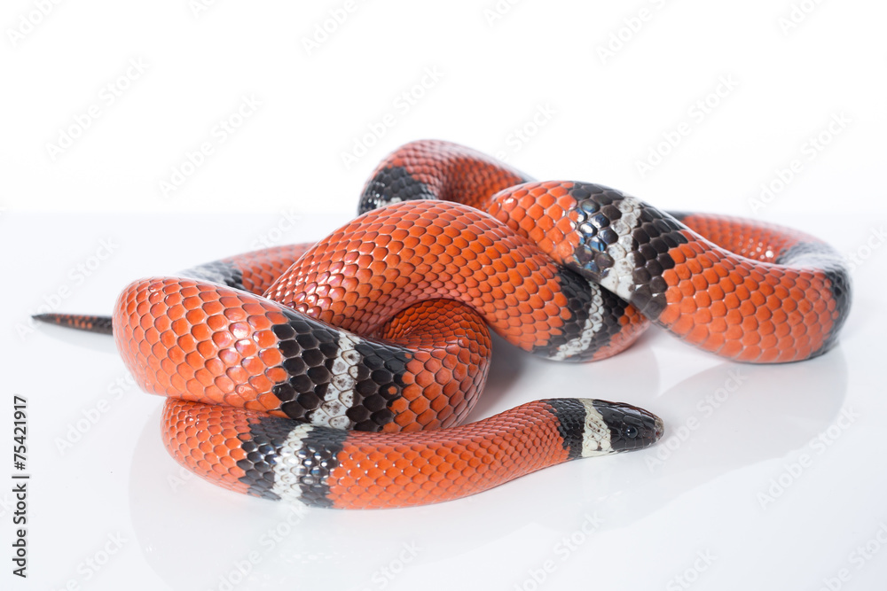 Fototapeta premium Schlange Königsnatter