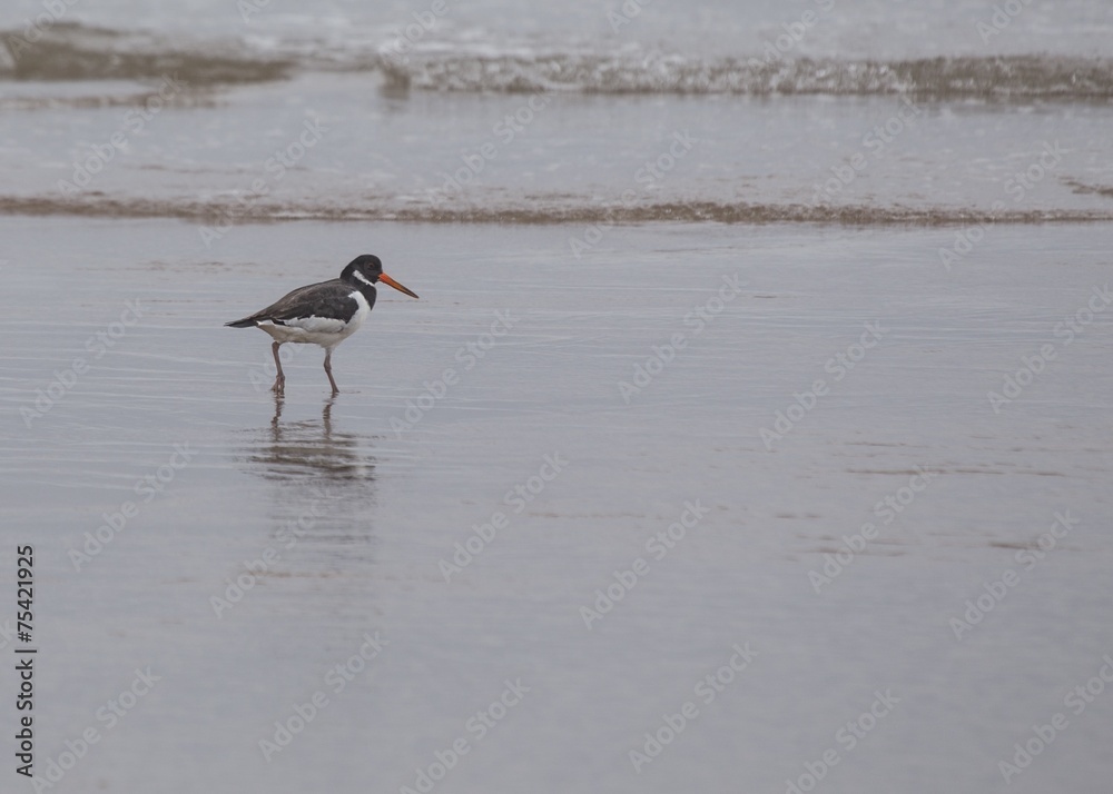 Oystercatcher Oystercatcher
