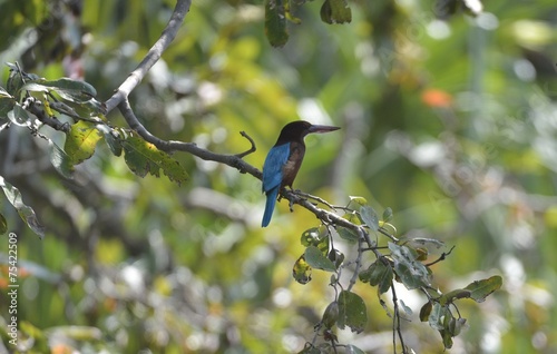 Eisvogel, Ranganthittu Bird Sanctuary photo