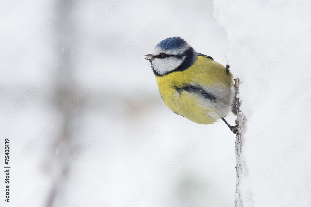 Fototapeta premium Blaumeise