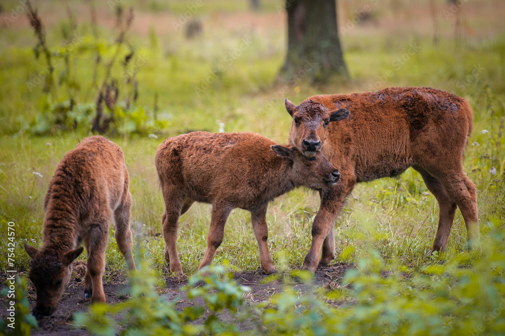 Fototapeta premium Animals in the reserve, Russia