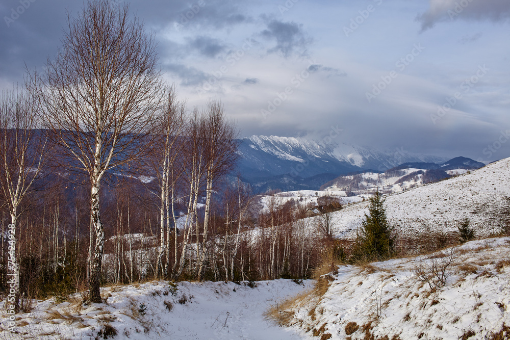 Birch trees on mountain Birch trees on mountain