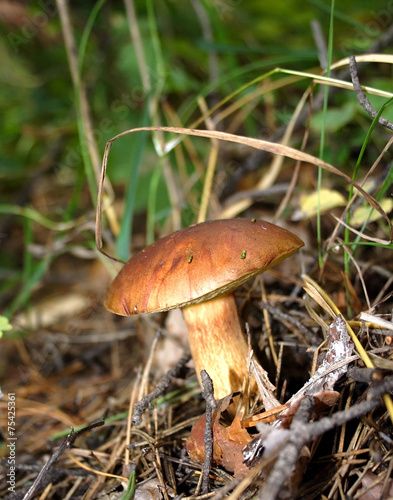 Mushroom on grass.