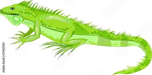 Green iguana