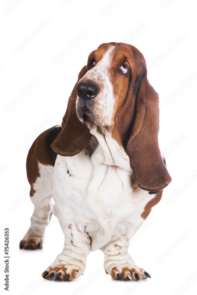 basset hound dog standing on white