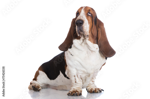 basset hound dog sitting on white