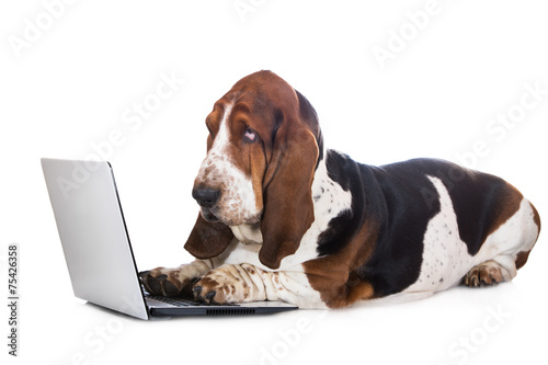 Fototapet basset hound dog working on a computer