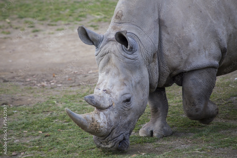 Fototapeta premium Rhinoceros