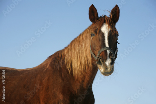 Portrait of a nice purebred horse winter corral © acceptfoto