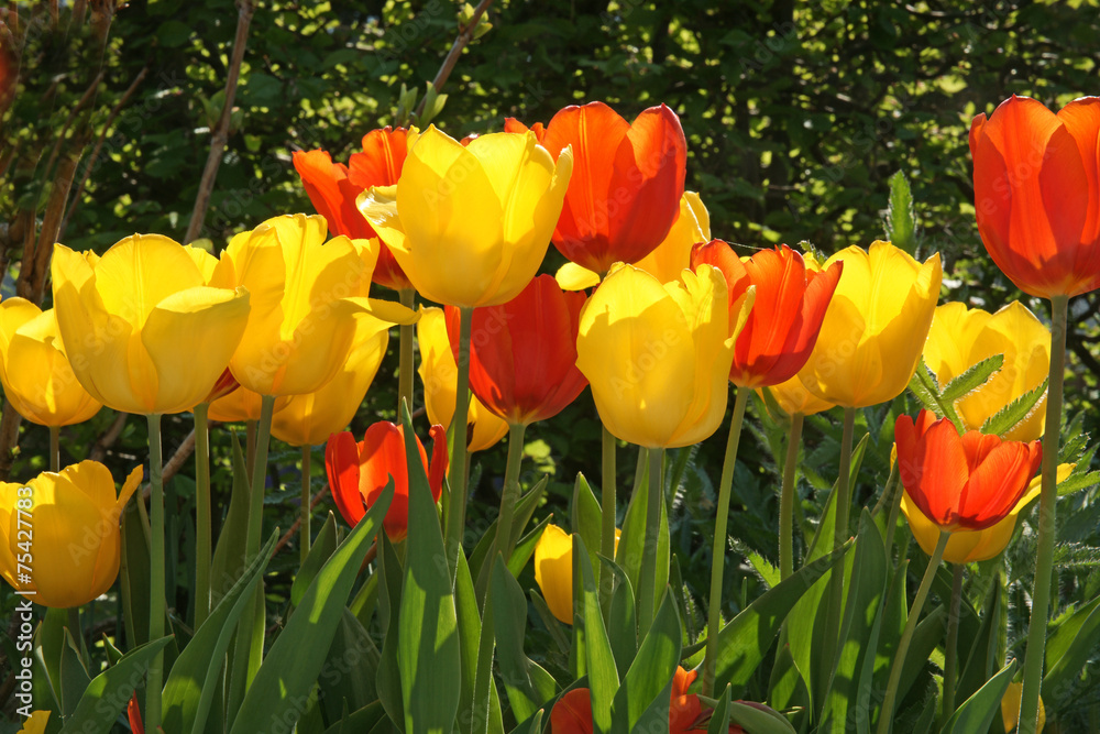 Obraz premium Tulpen