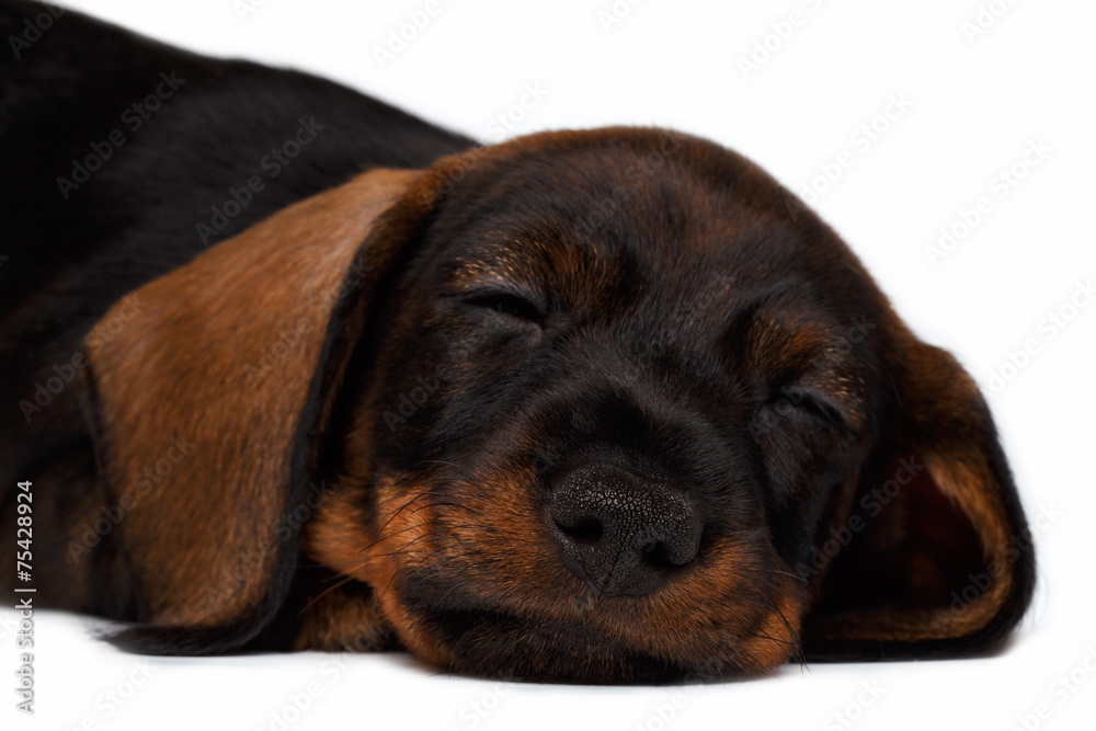 close-up Dachshund puppy