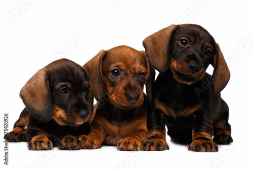 Dachshund puppies