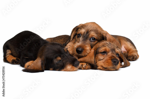 Dachshund puppies © seregraff