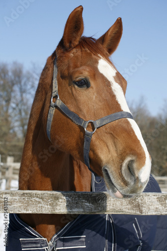 Portrait of a nice purebred horse winter corral rural scene