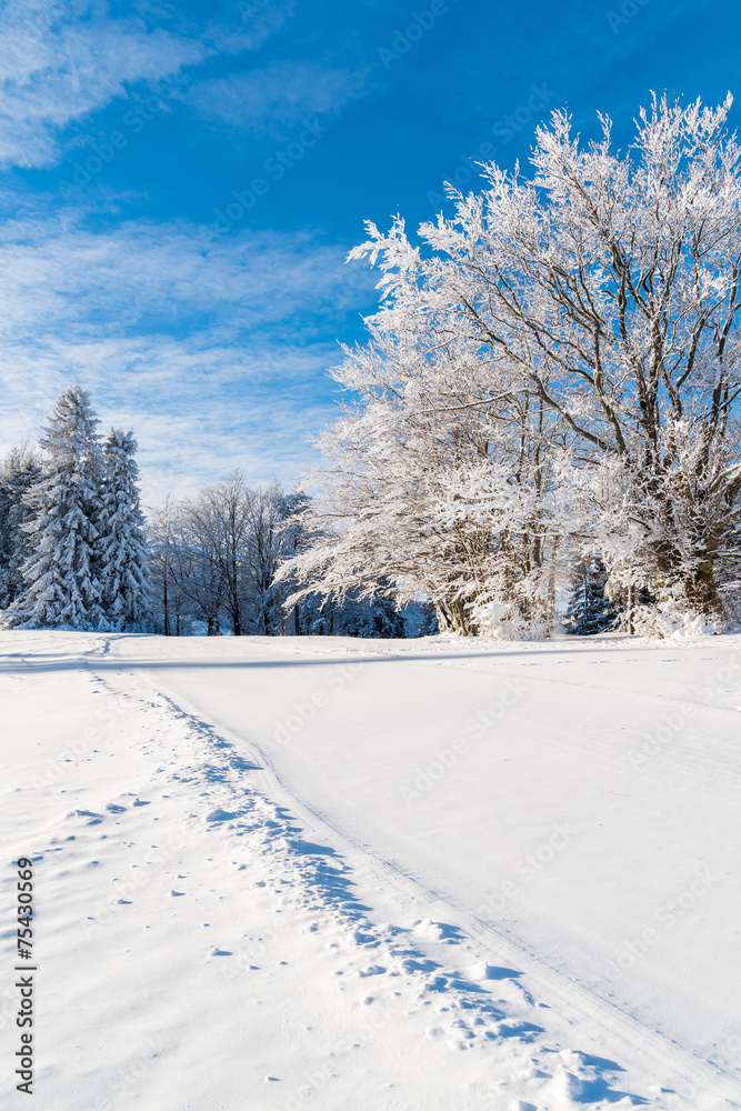 Winter trees covered with snow, Beskid Sadecki Mountains, Poland