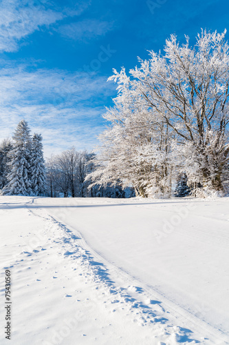 Winter trees covered with snow, Beskid Sadecki Mountains, Poland © pkazmierczak